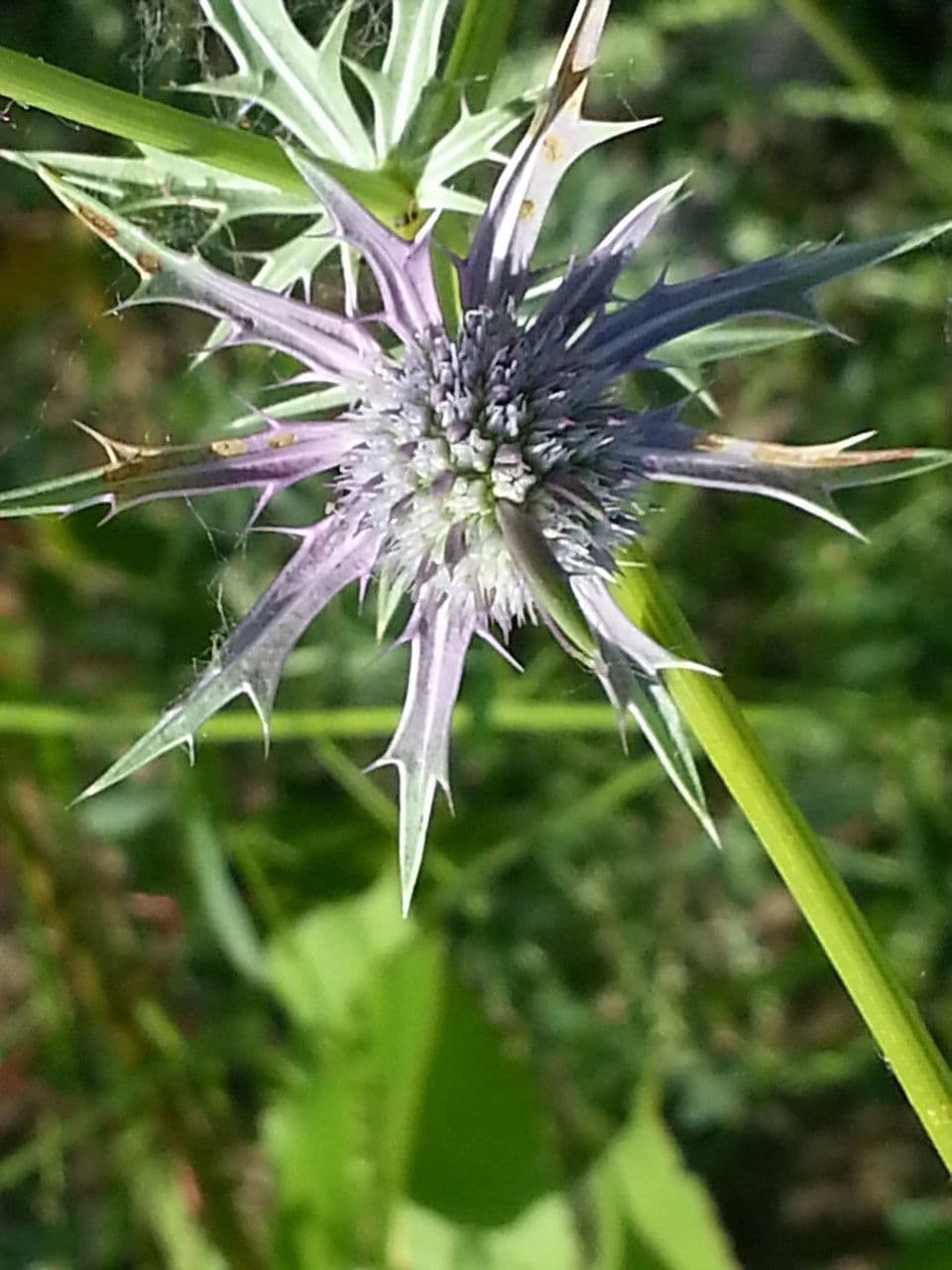 Panicaut 5