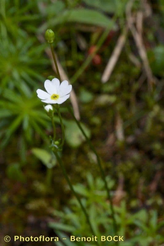 Androsace lattea 8