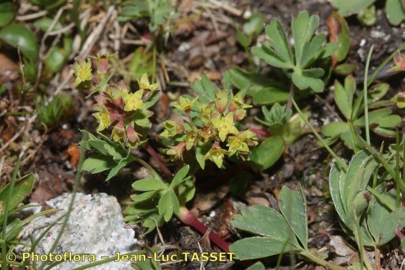 Alchemilla pentafilla 17