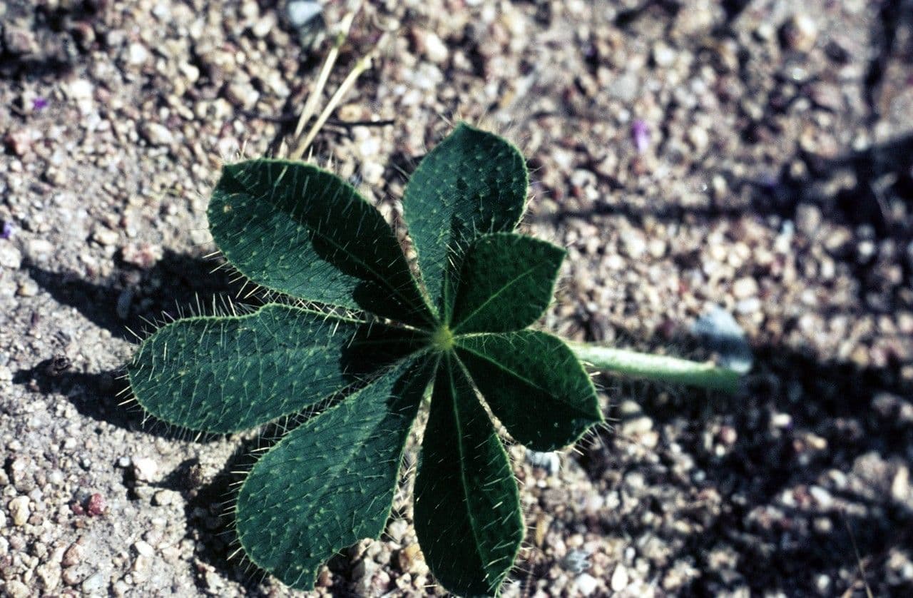 Borstiger Lupine 14