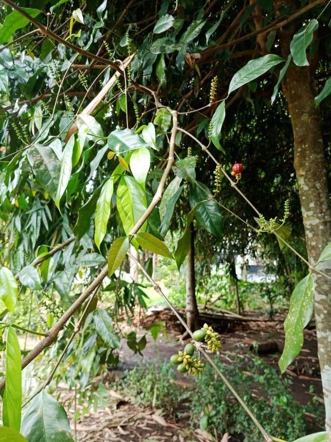 Gnetum gnemon 17