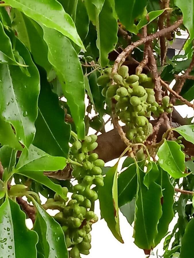Magnolia champaca