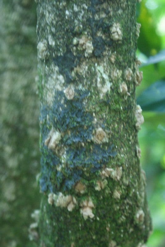 Polyscias 21