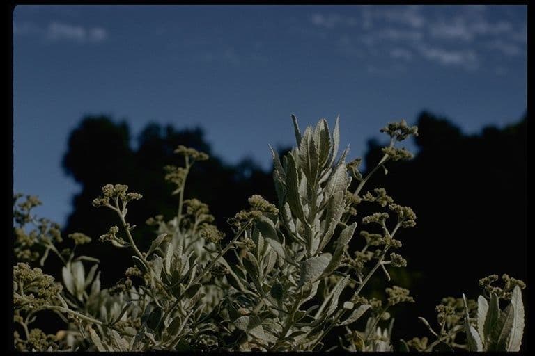 Yerba santa 9