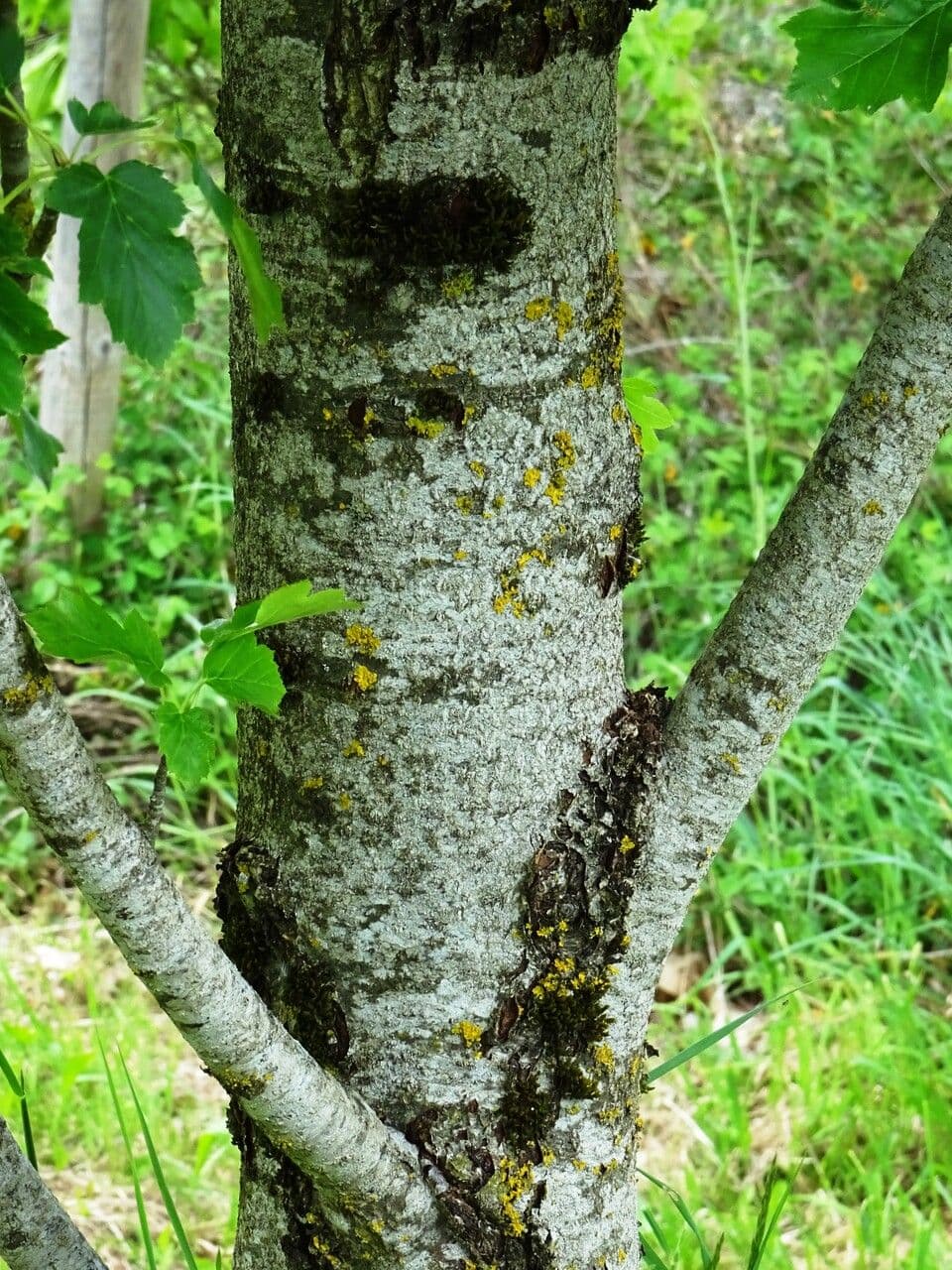 Jarabina brekyňová 25