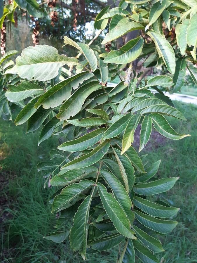 Pterocarya rhoifolia 16