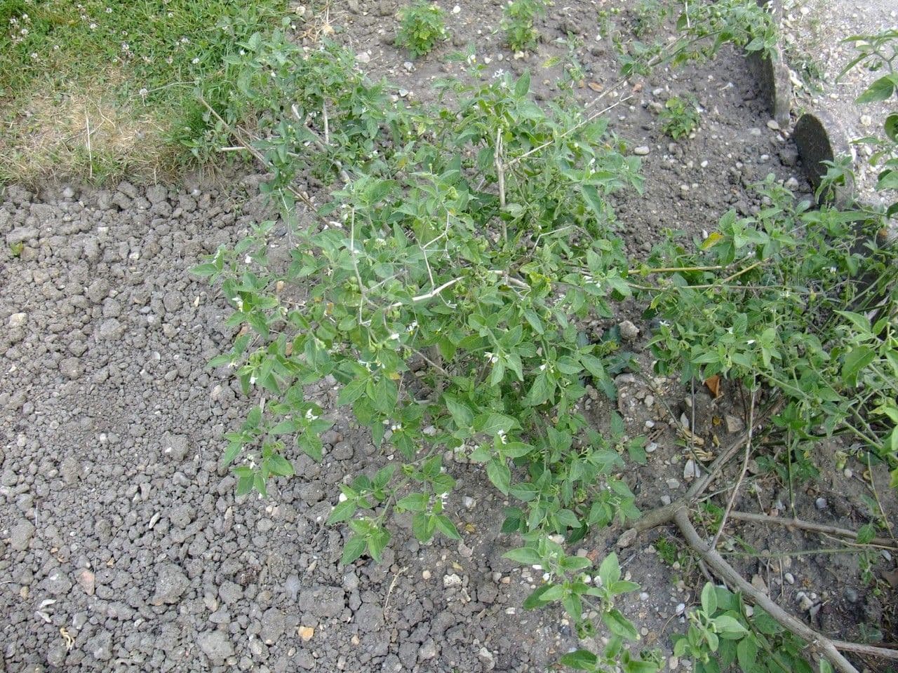 Solanum chenopodioides 13