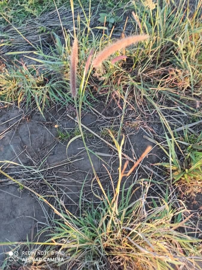 Setaria minore 17