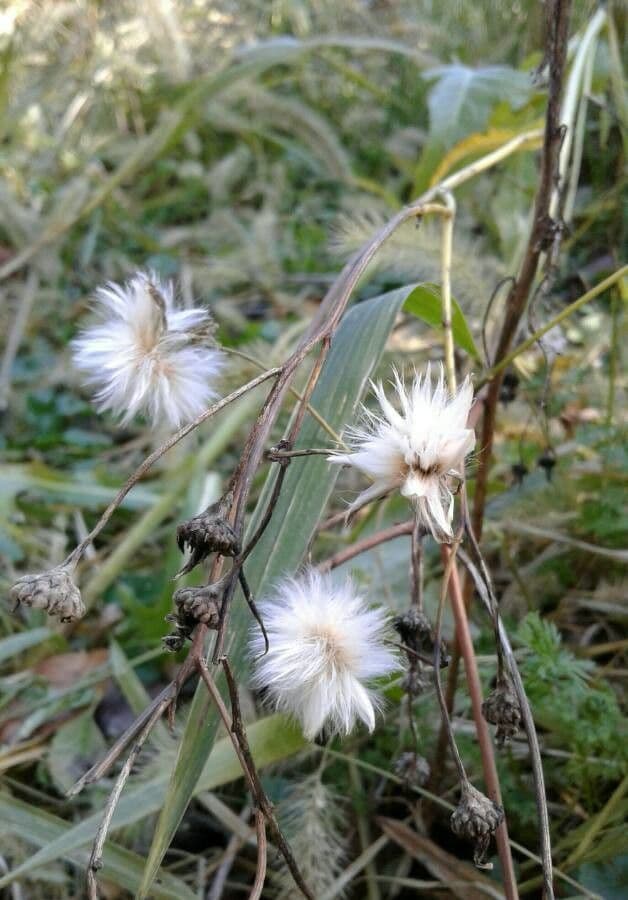 Lattughella 5