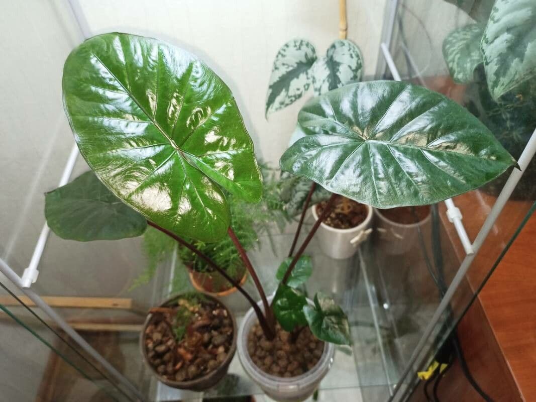 Alocasia sarawakensis