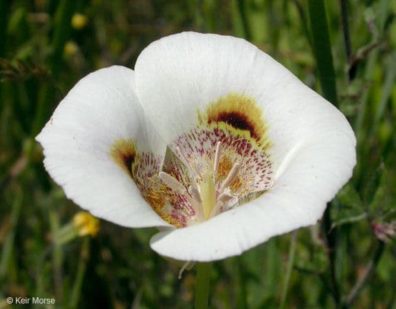 Calochortus superbo 4