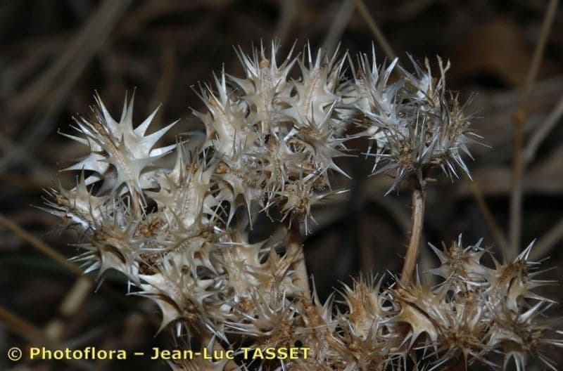 Carota selvatica irta 2