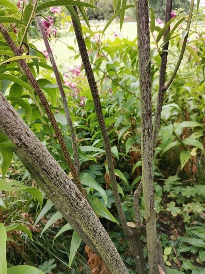 Stachyurus 16