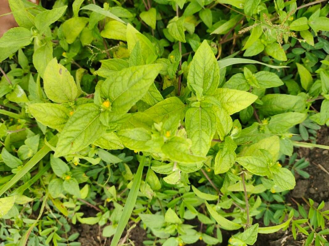 Eleutheranthera ruderalis 5