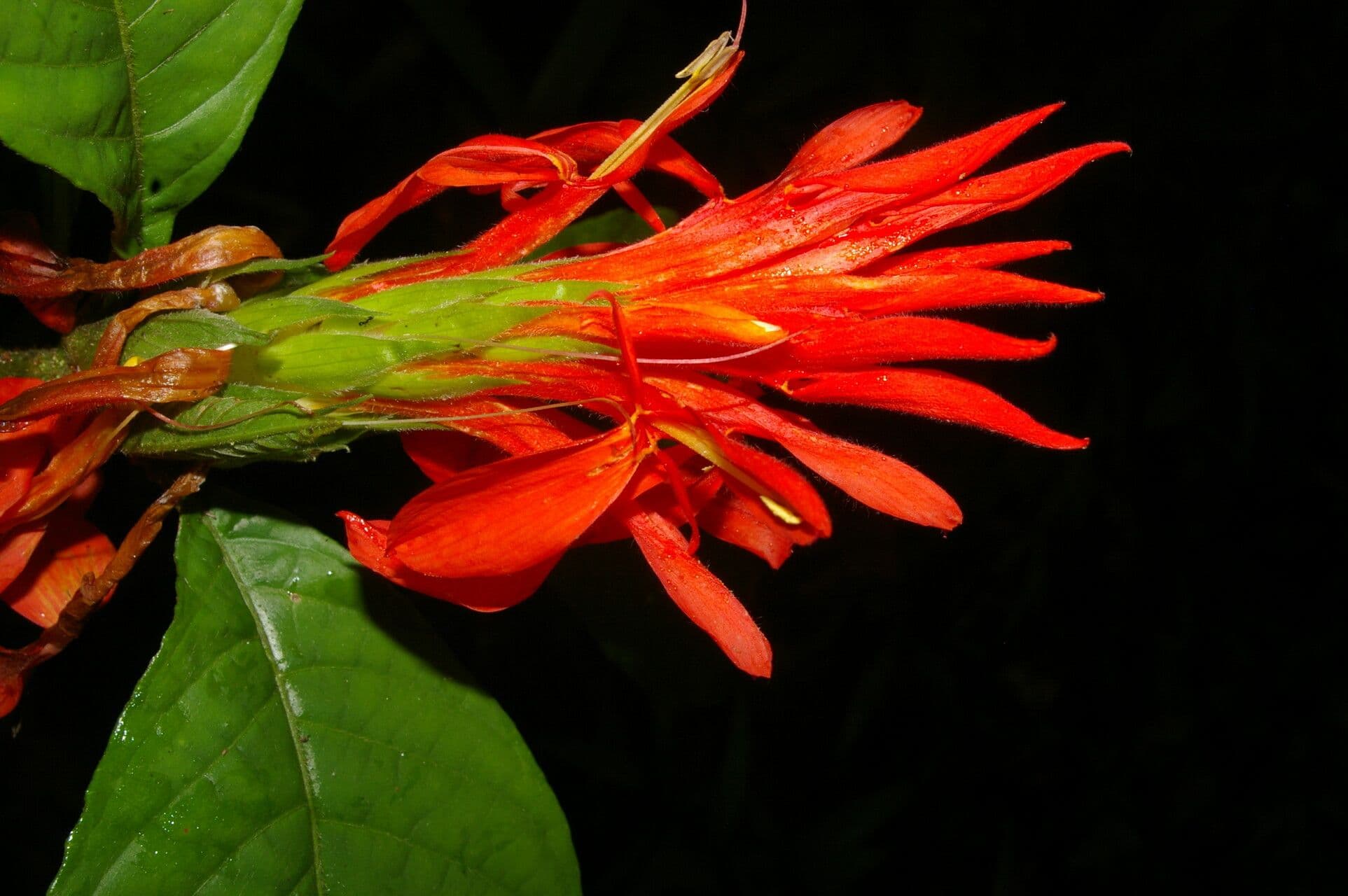 Aphelandra tridentata 4