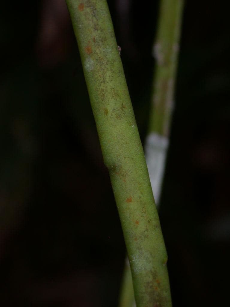 Weberocereus 11