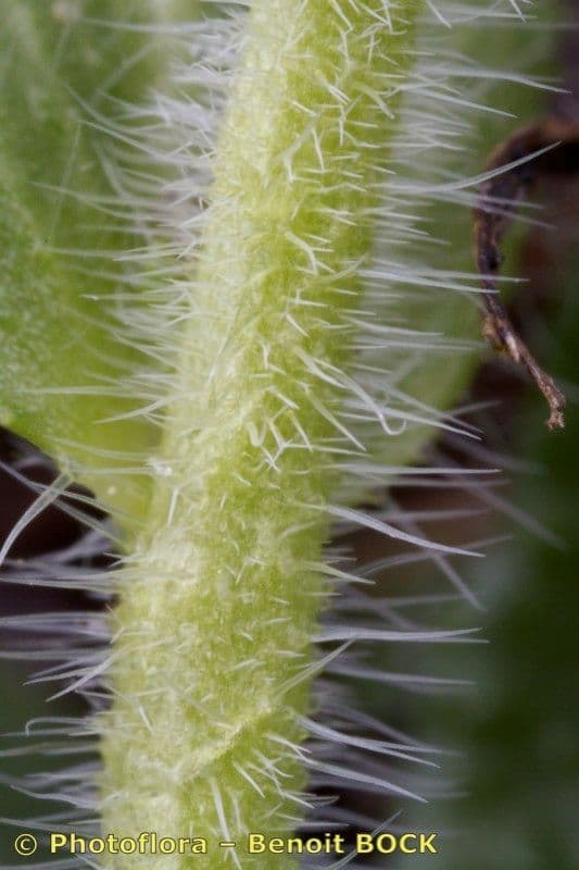 Arabis ciliata 2