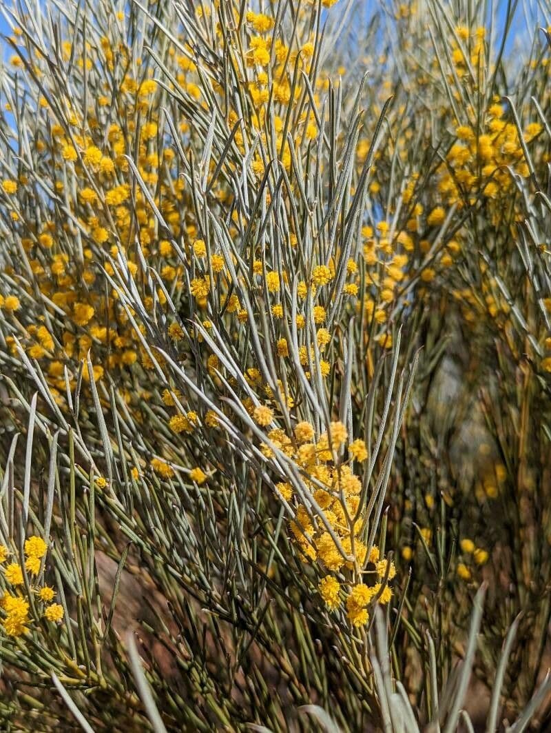 Acacia