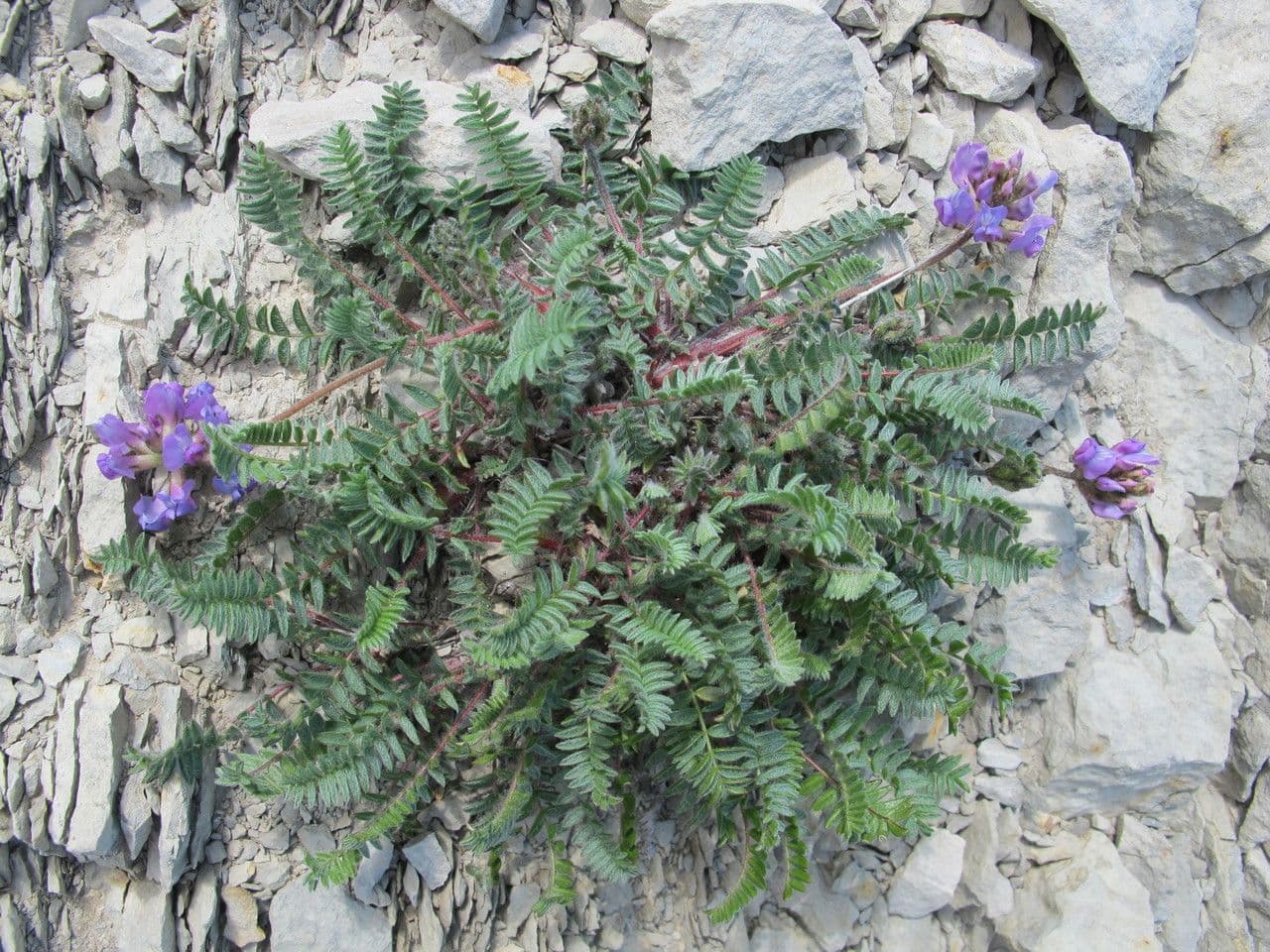 Falkenblume 15