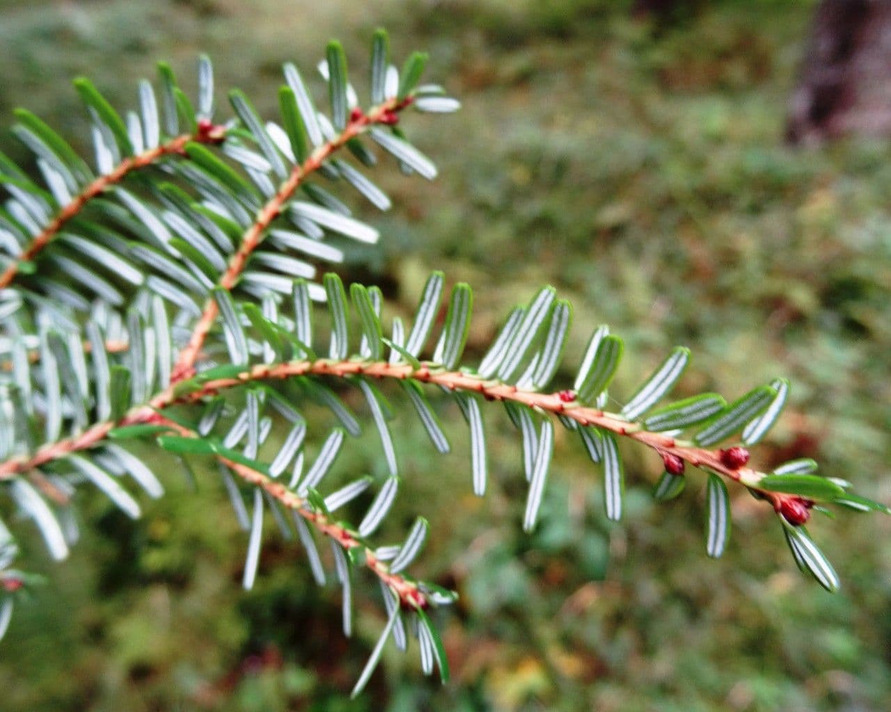 Tsuga diversifolia 15
