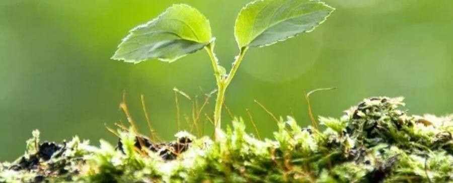 Pilea 2
