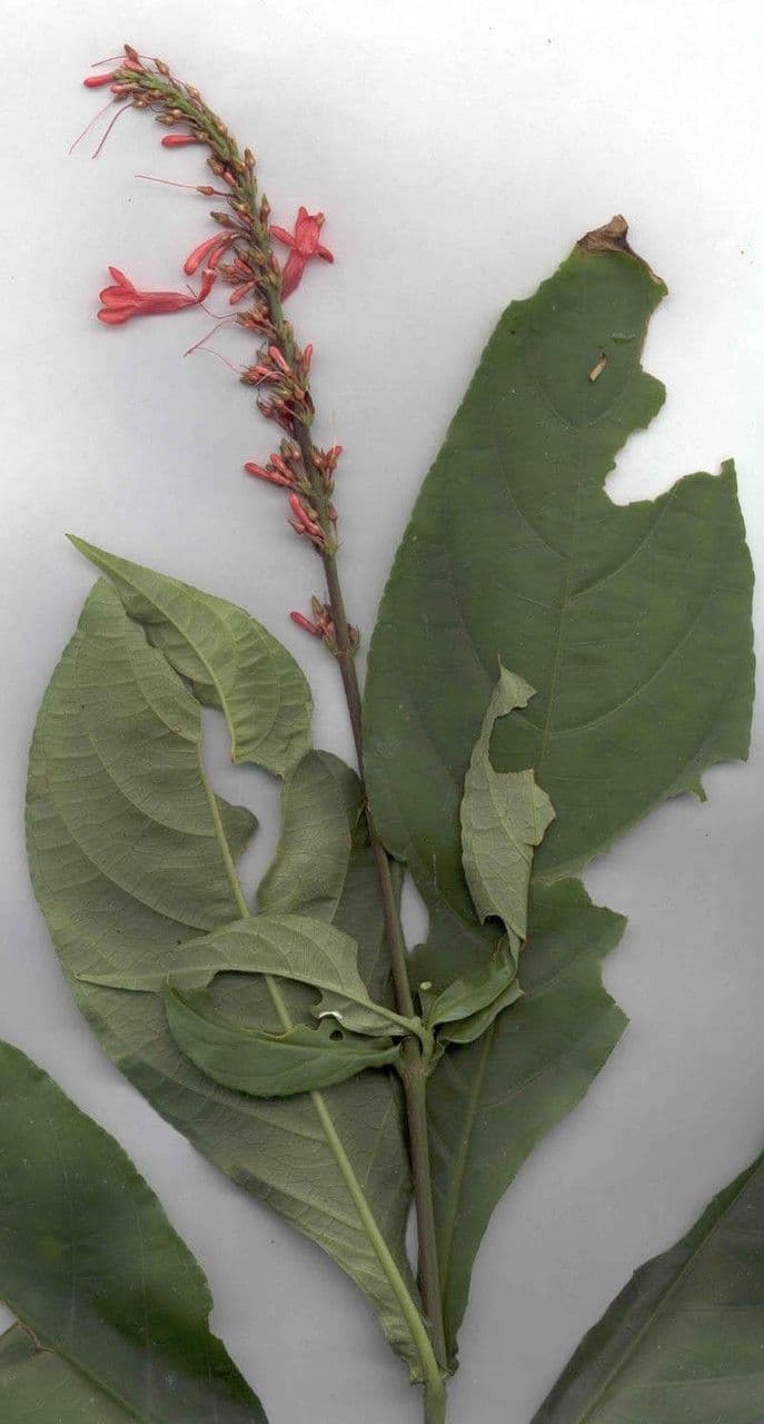 Odontonema tubaeforme 25