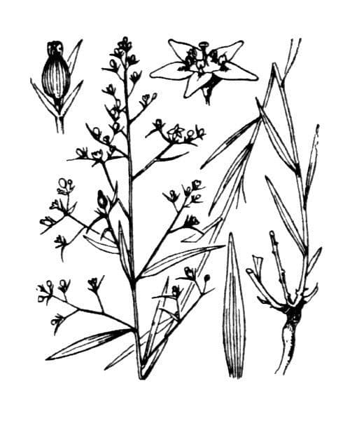 Thesium linofilo 24