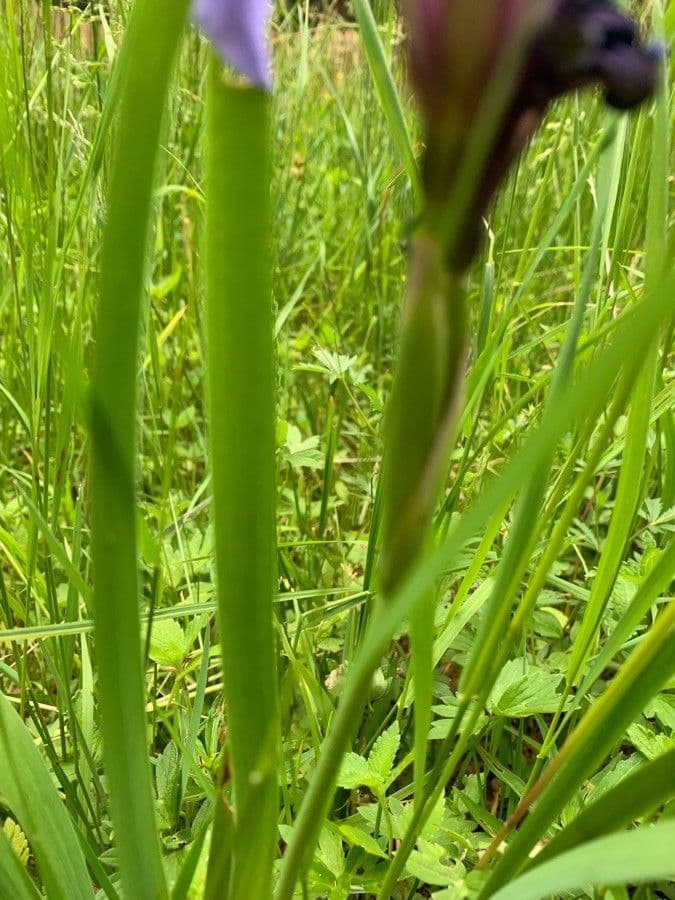 Iris versicolor 19