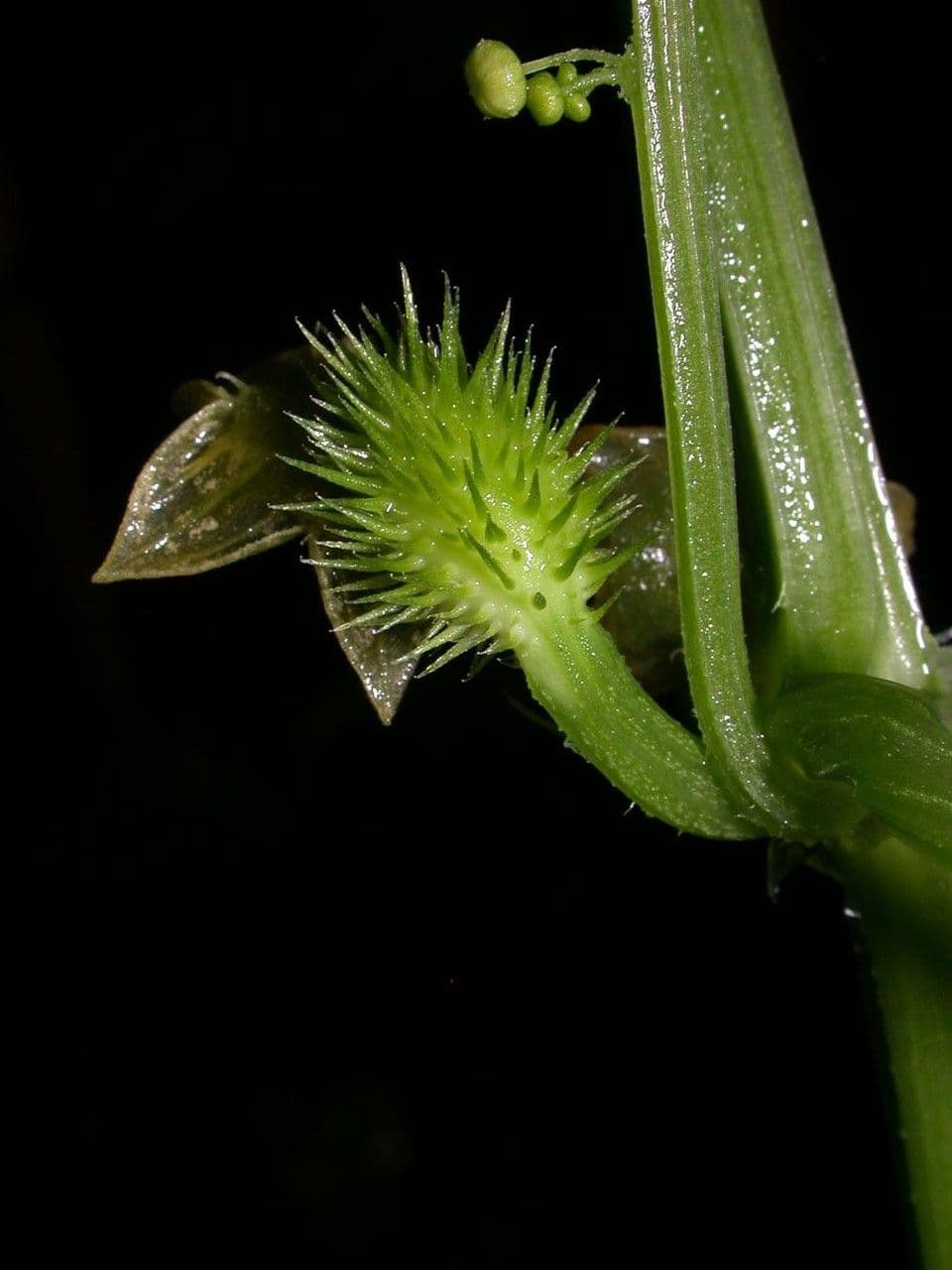 Cyclanthera 2