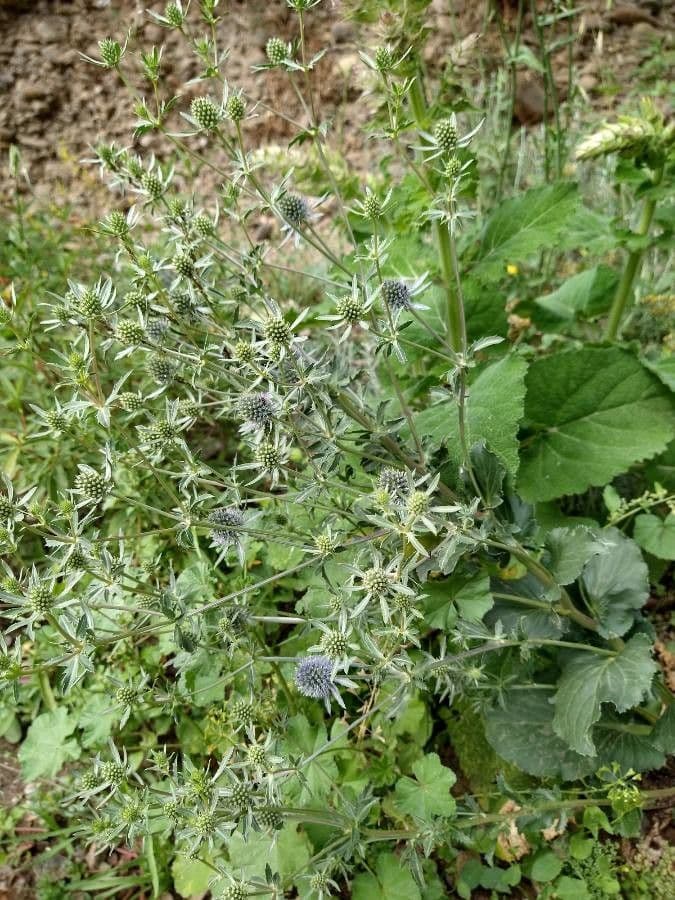 Edeldistel 2
