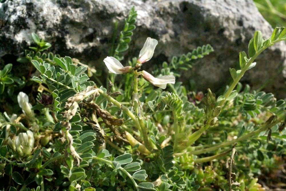 Astragalus depressus 21