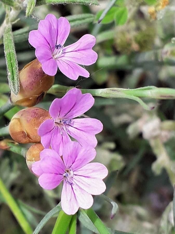 Clavel de monte 9