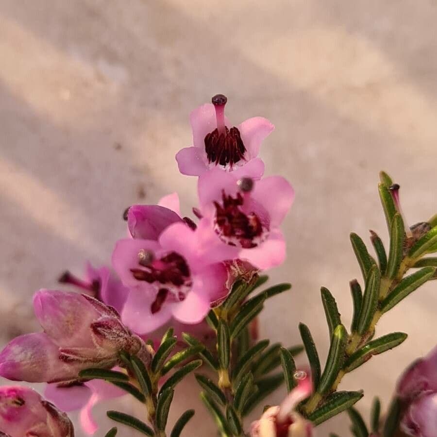 Brezo macho 6
