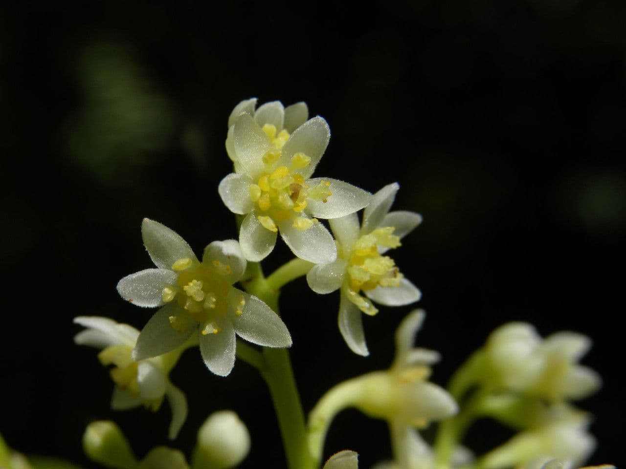 Ocotea