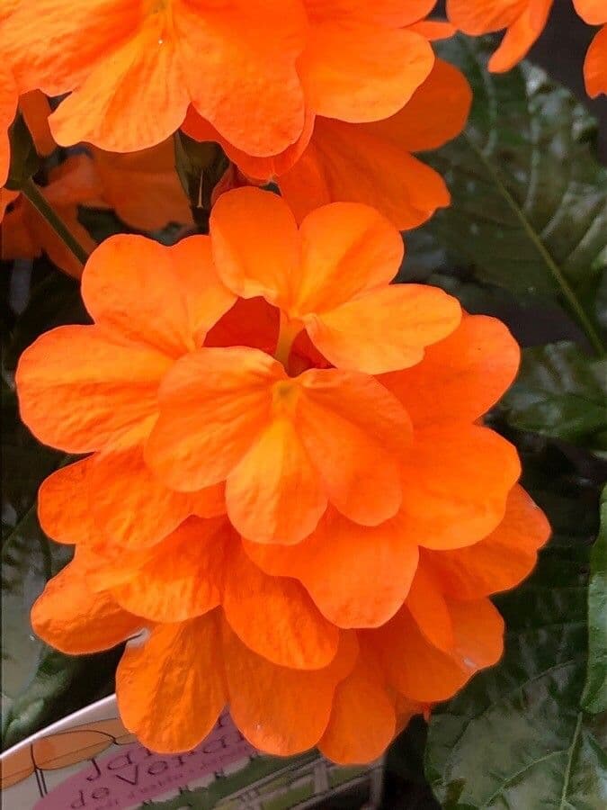 Crossandra 7