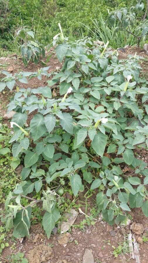 Datura metel 13