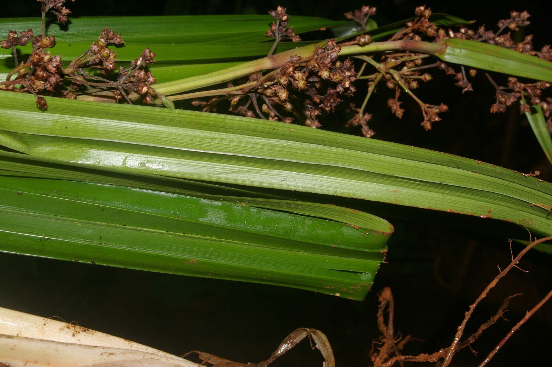 Becquerelia cymosa 10