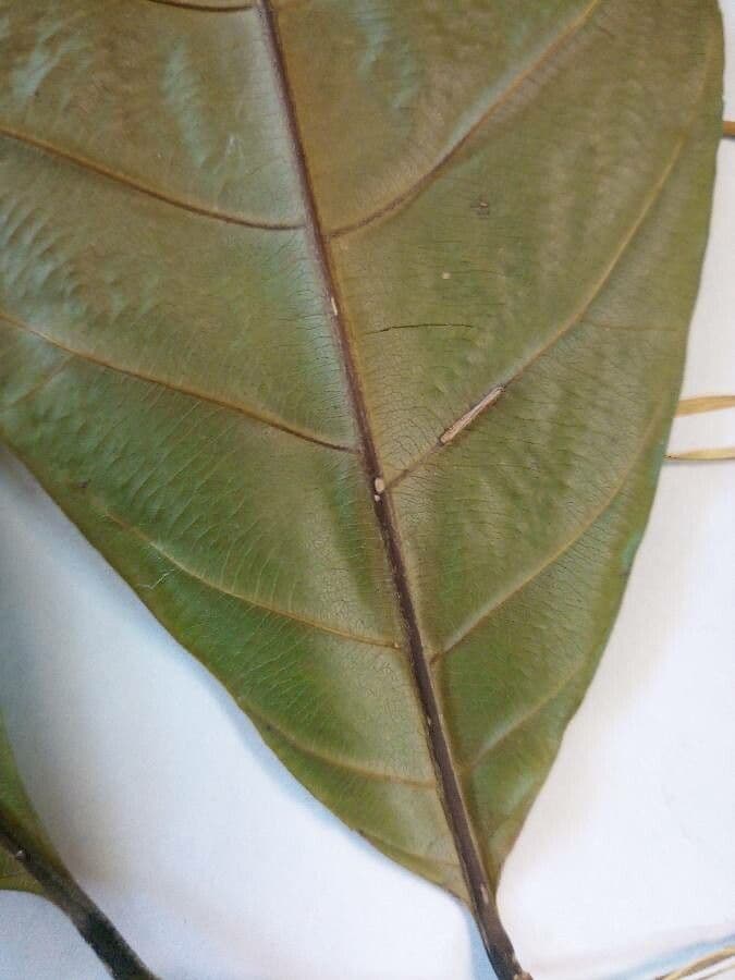 Pouteria frangiata 3