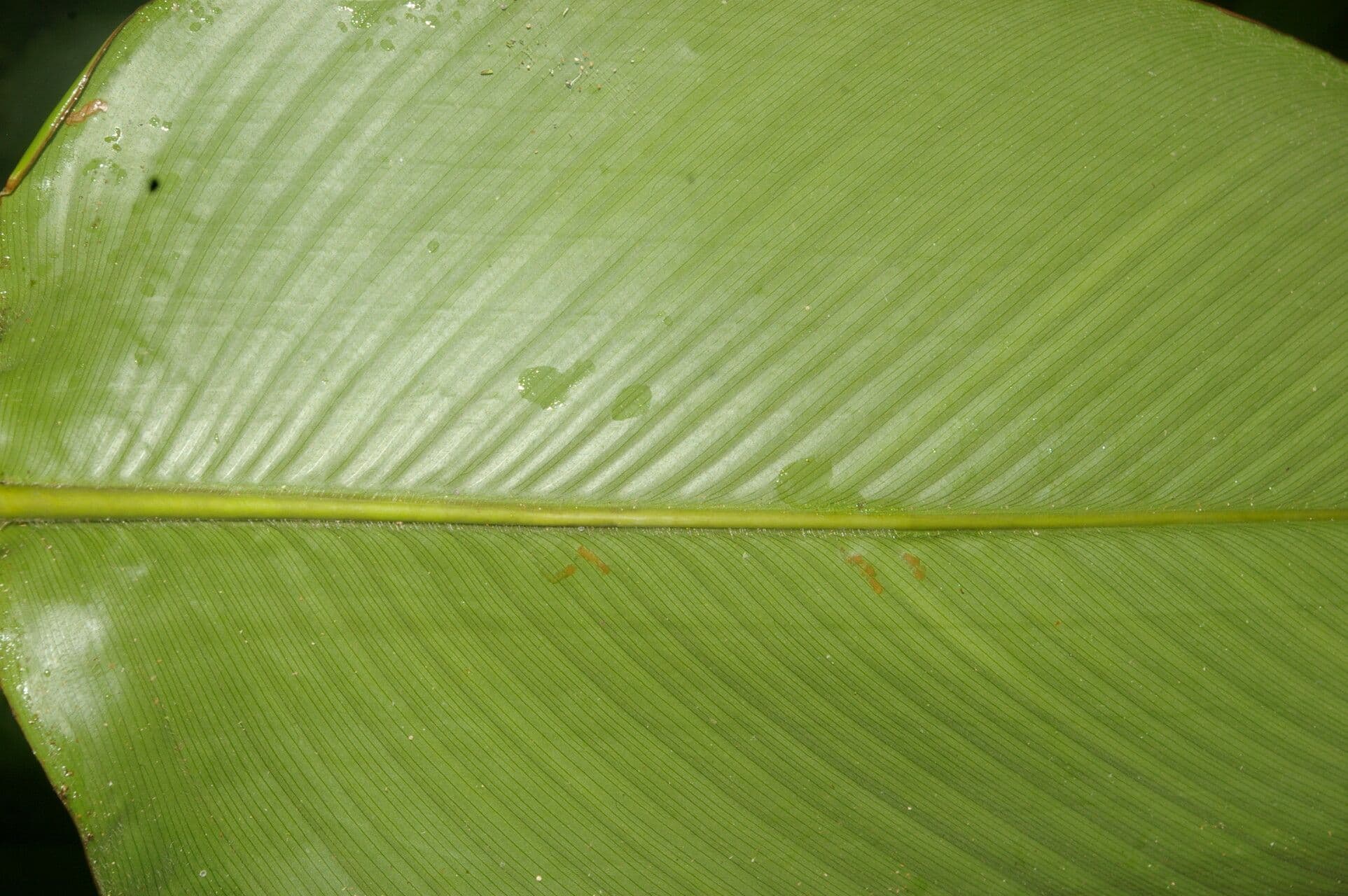 Kalatea 9