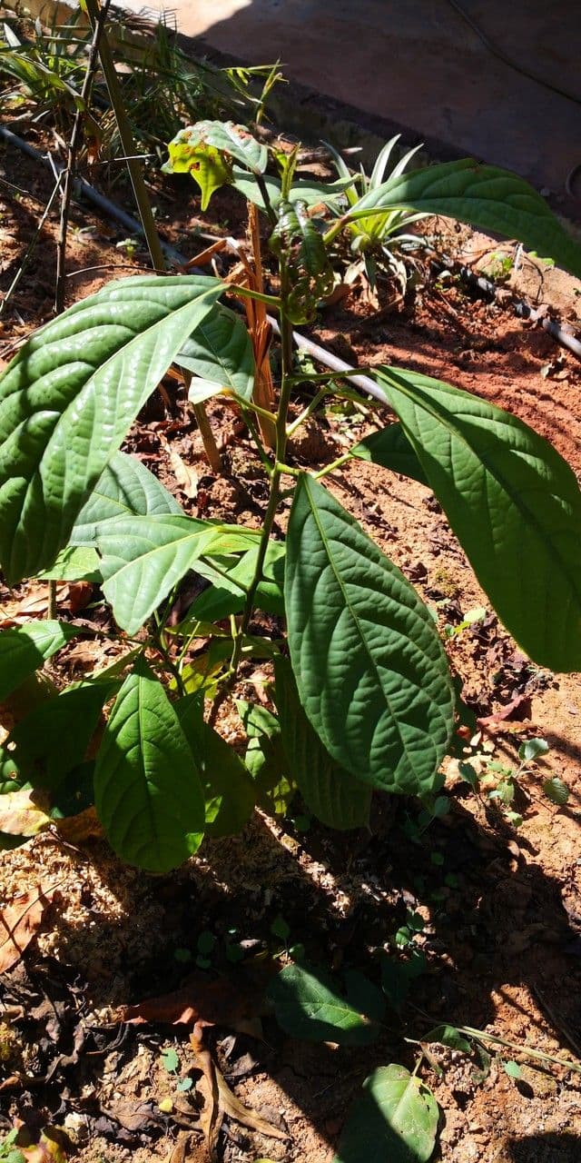 Baccaurea 10