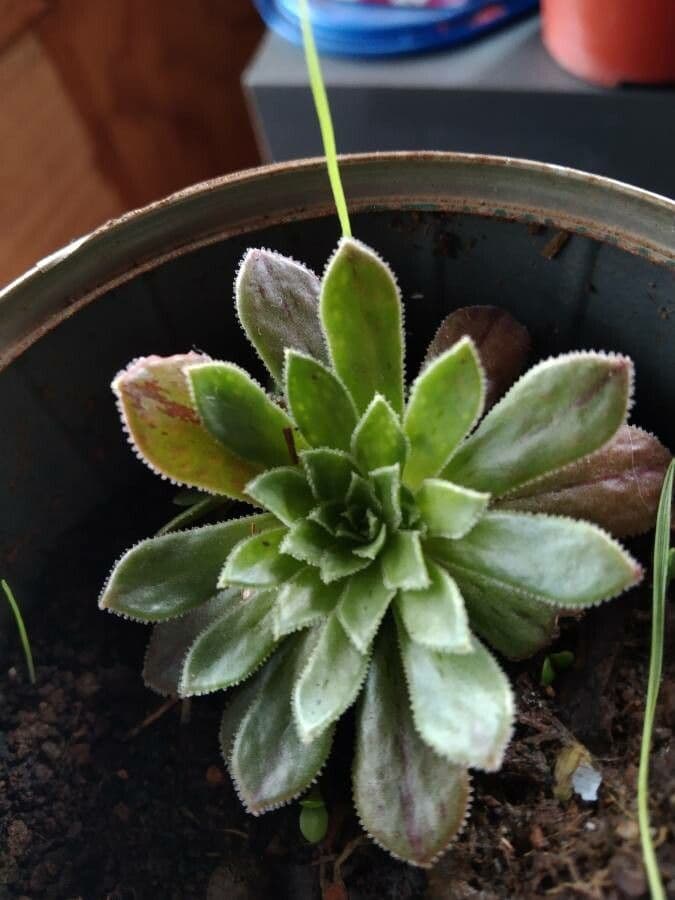 Aeonium simsii 12