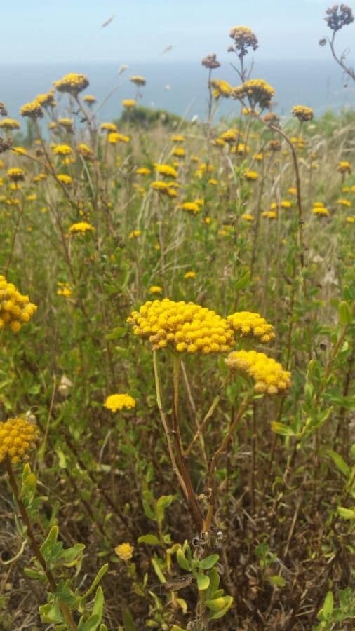 Achillea 4