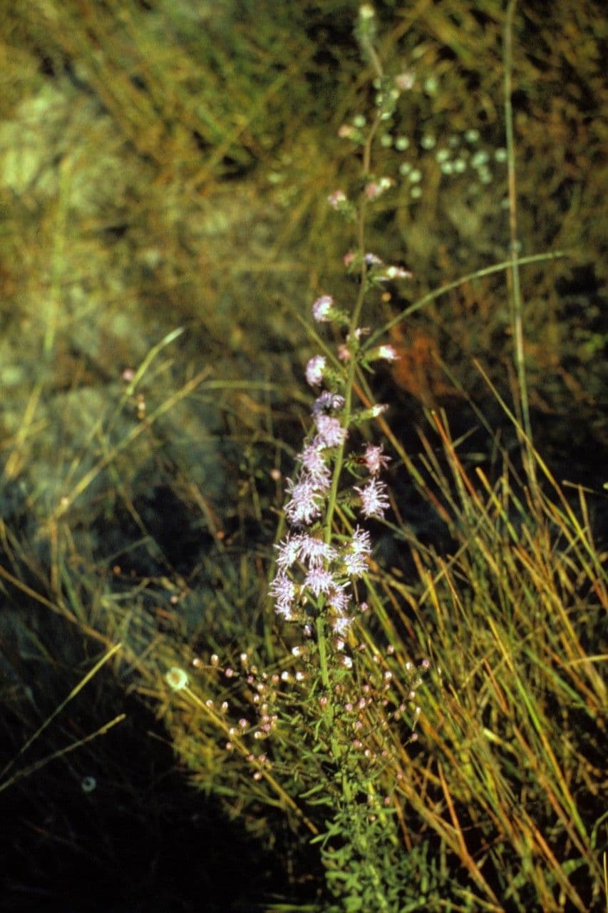 Liatris 6