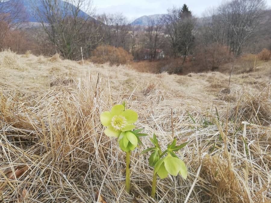 Elleboro verde 22
