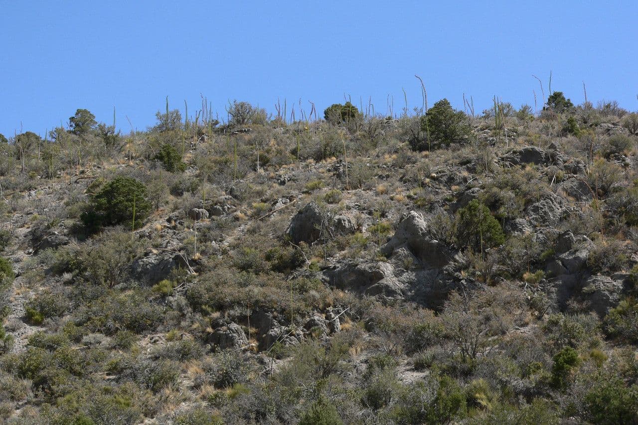 Utah-Agave 14