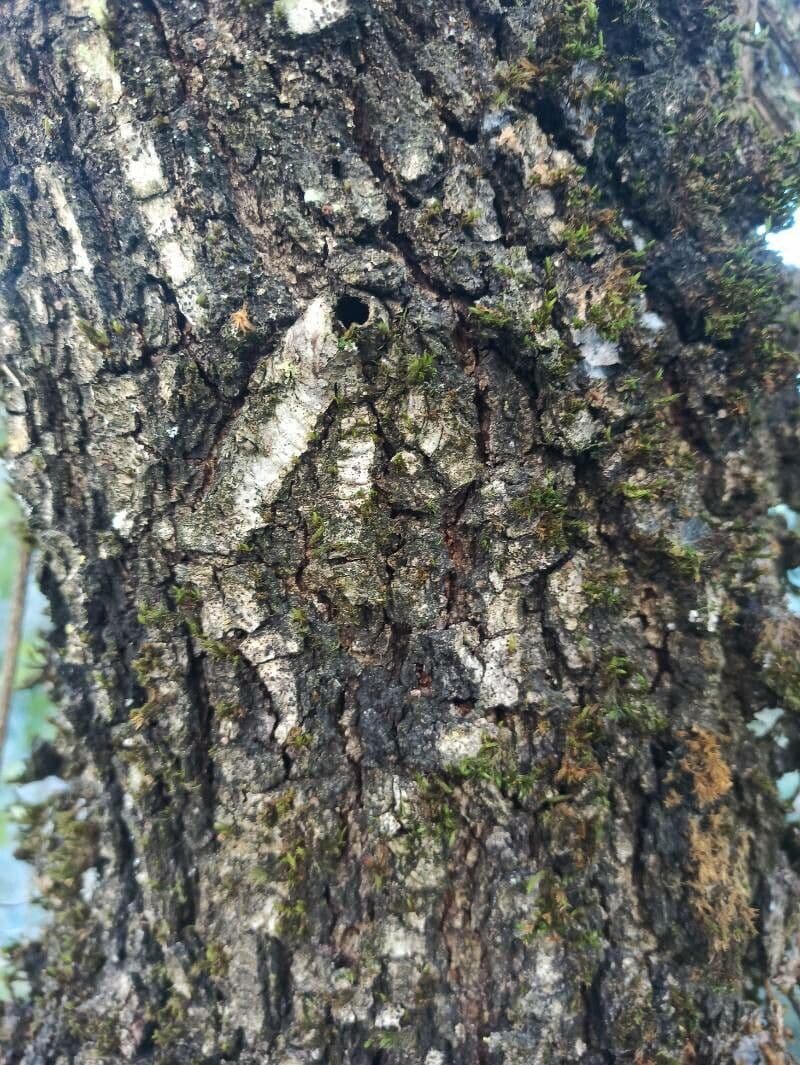 Quercia lusitanica 18