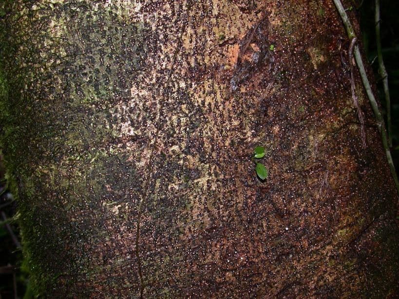 Heliocarpus 21
