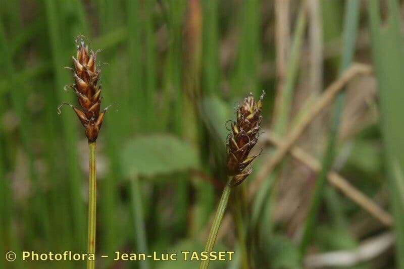 Carice dioica 9