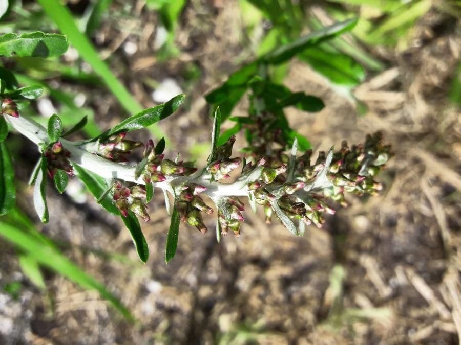 Gnaphalium americano 5