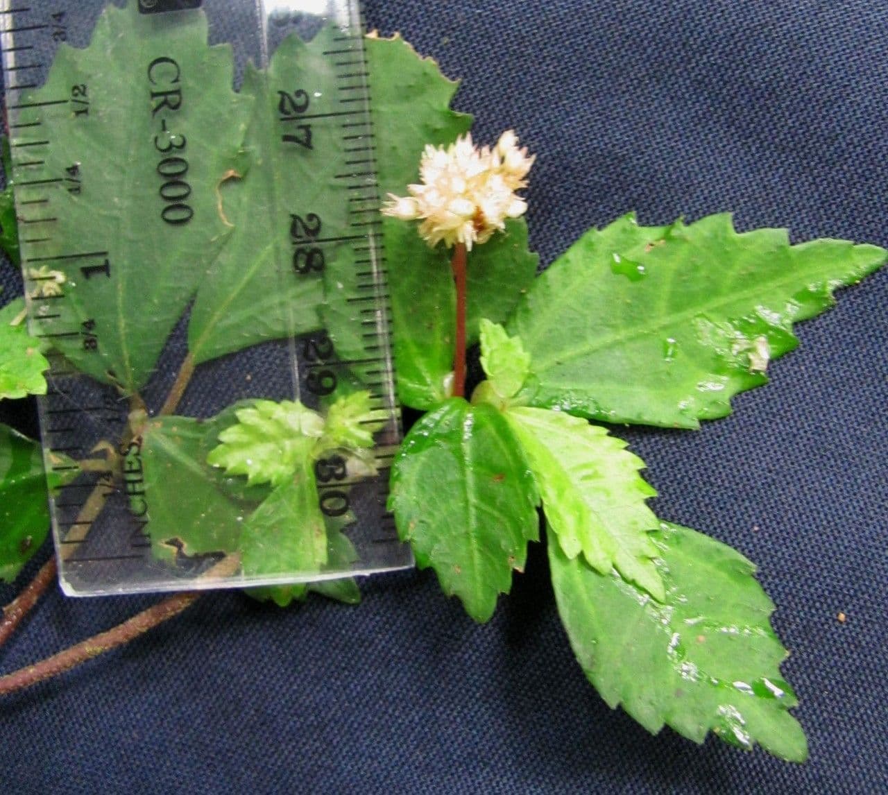 Pilea 8